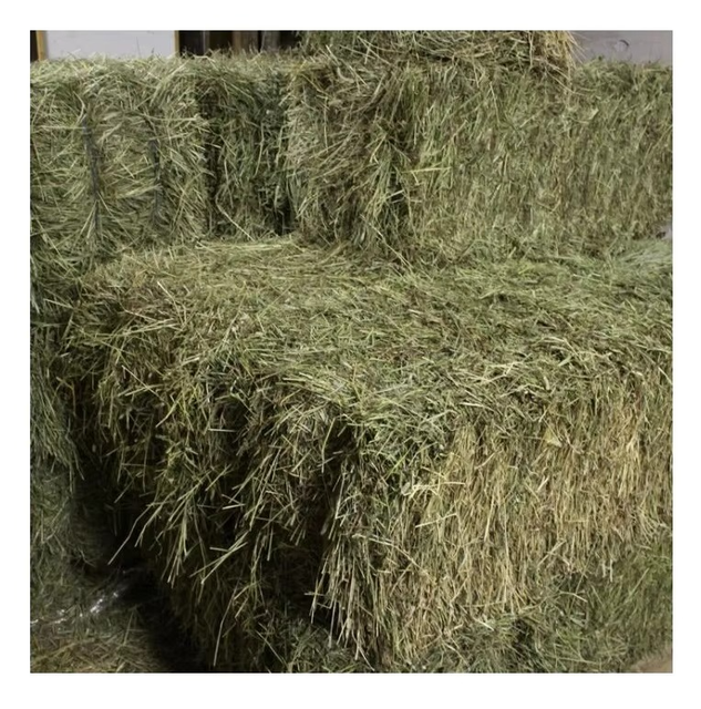 Timothy Hay Soft Texture Green Grass Ideal For Rabbits Guinea Pigs And Horse Feeding - Image 3