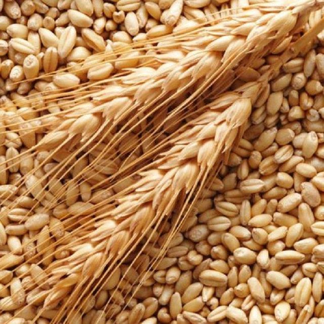 Barley Grains Premium Barley Seeds Shelf Life 2 years Packaging Size > 25 kg Place of Origin Romania Brand Name Barley Grains - Image 1