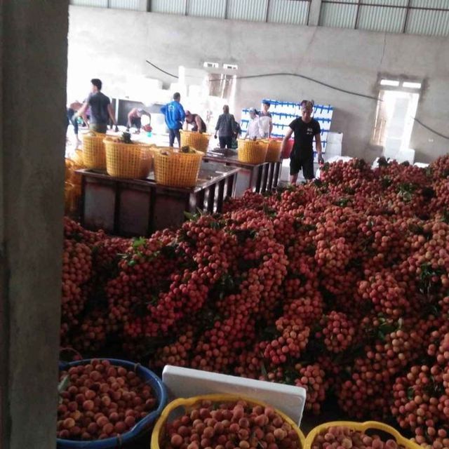 Vietnam Fresh Lychee (Litchis) for US, EU, ASIA Market Style Fresh Type Lichee Grade Export Size 0.25 Cm Weight 0.3 Kg Maturity - Image 3