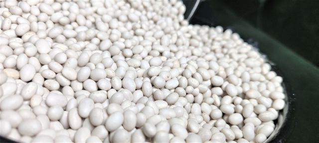 Ethiopian Origin New Crop 2024 White Pea Beans Wholesale Dried Handpicked and Polished Bulk Quality Kidney beans. - Image 5