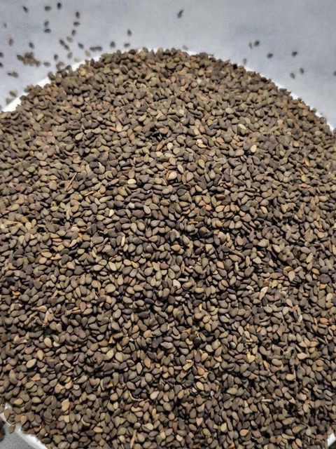 sesame seeds Aroma Rich Flavor Rich Shelf Life Longer Packaging Pp Bags Admixture Below 1% Moisture Level ≤6% Purity 99% Minimum - Image 4