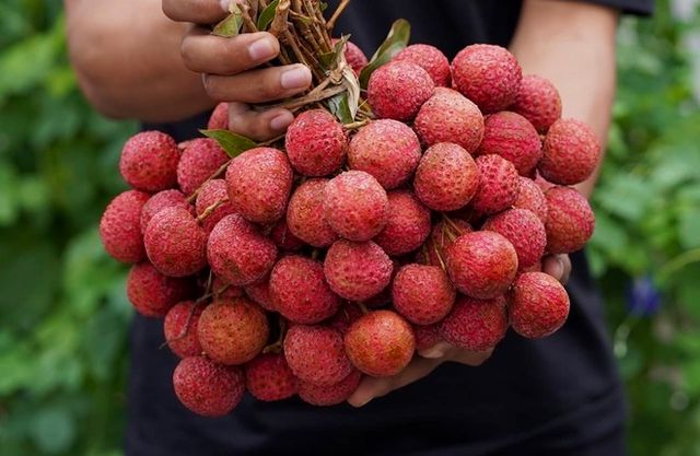 High Quality Tropical and sub-tropical fruit Green brow white flesh Fresh lychee Lichee From Vietnam For Export - Image 5