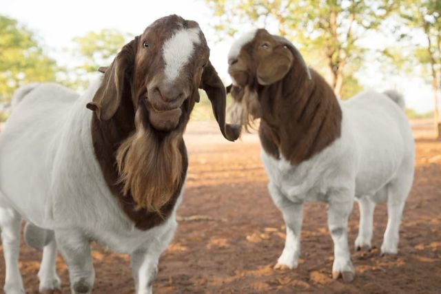 Quality Live Boer Goat Farm Selected Healthy Animals Ready For Commercial Breeding At Cheap Price While Stocks Last - Image 5