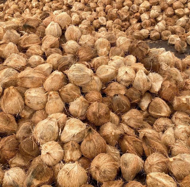 Dried Coconut Organic Yes Origin Vietnam Degree Of Maturity Mature Degree of Processing Dried Processing Type Full-husked - Image 6