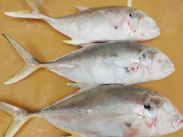 Frozen Trevally (Caranx Hippos) Size variety Quality Premium quality, sustainably sourced Intended Use Suitable For Wholesale And Processing - Image 3