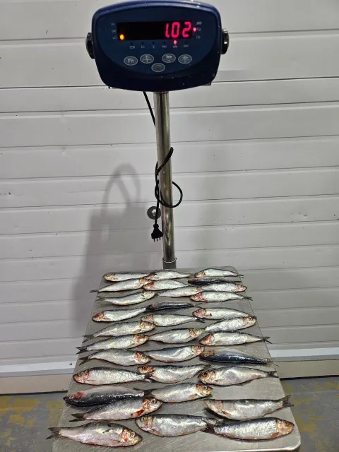 AUSTRAL SARDINES 2X10 KG FROZEN BLOCKS - Image 3