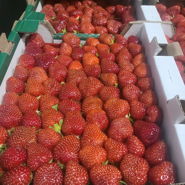 Ripe Large Strawberries,Red Delicious Strawberry Excellent Presentation Ready Export - Image 3