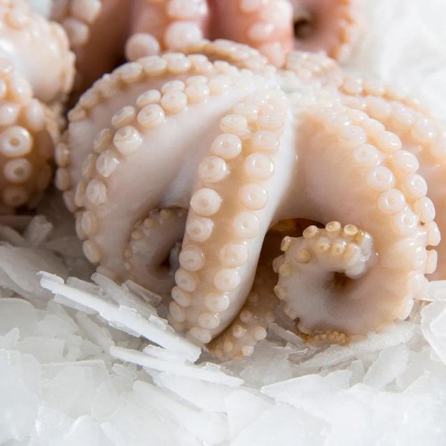 Frozen Fresh Octopus Selected From Quality Catch Sources With Firm Texture And Excellent Market Demand Potential - Image 5