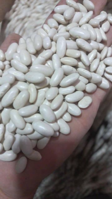 Premium White Beans Wholesale Bulk Supply Clean Dried Sorted Export Quality for Retail and Global Buyers - Image 2
