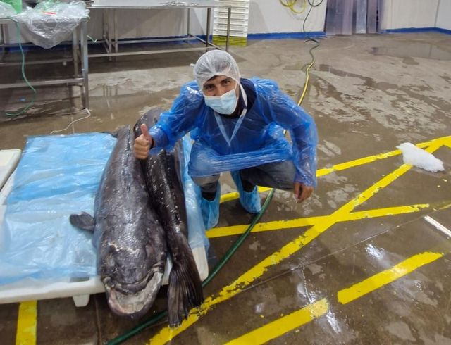 Patagonian Toothfish - Chilean Seabass - Image 5