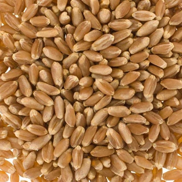 Wholesale Organic Whole Wheat Grain For Sale In bulk Quality AA Shelf Life 2 years Brand Name wheat grains Packaging Details 25kg bags - Image 2