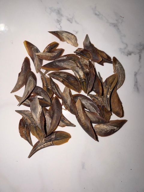 Natural Dried Conch Operculum – Cleaned & Sun-Dried - Image 2
