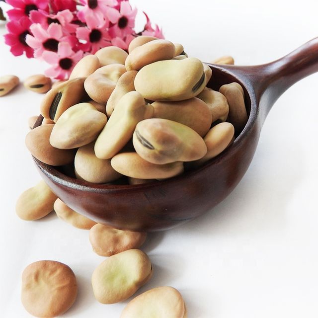 High Quality canned Broad Beans/ Fava Beans With Competitive Price 16mm - Image 5