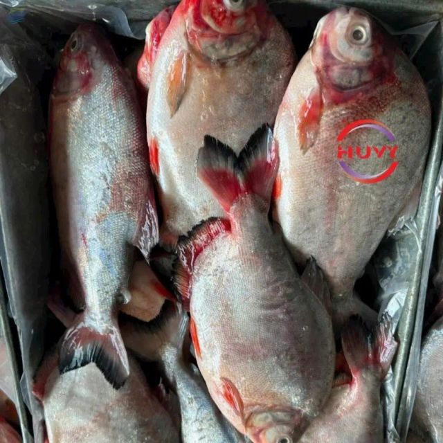 Iqf Frozen Pompano Fish, 1 - Image 1