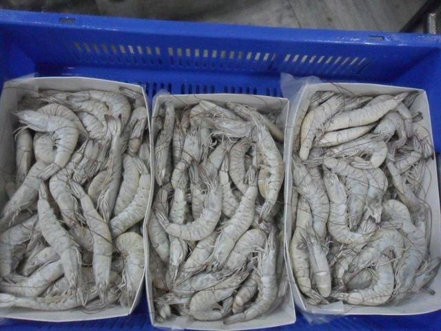 FROZEN RAW HEAD ON VANNAMEI WHITE SHRIMP Packaging 800G Shelf Life 2 YEARS Pricing Options Nwnc/ Nwfc/ Fwnc/ Fwfc Freezing Method Blast/ Block/ Semi Iqf/ Iqf - Image 4