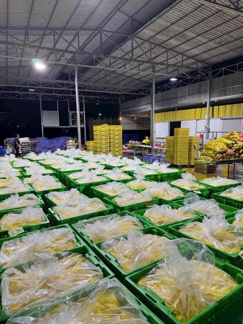 Soft Dried Mango from Vietnam - Image 3