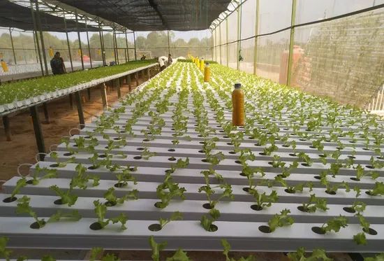 PVC Pipe Nft Channel Hydroponic Growing System Vertical Hydroponics ...