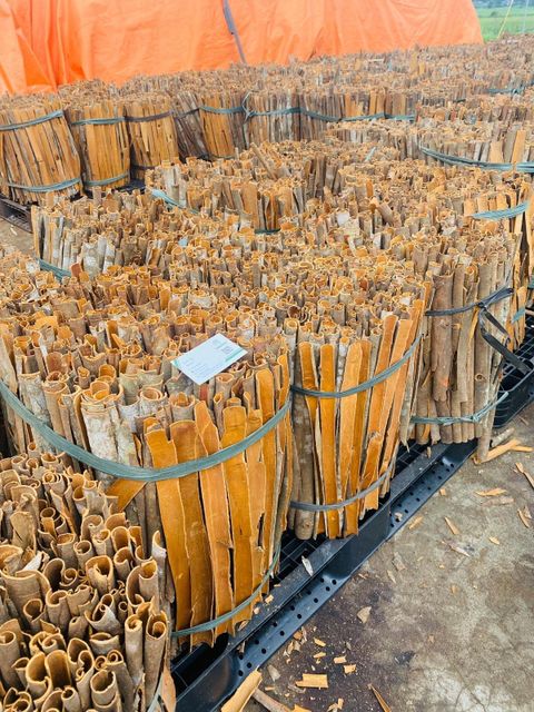 Wholesale Split Cassia Cheap Price Cassia Seed Cinnamon Stick For Sale - Image 3