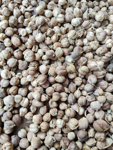 INDONESIAN WHITE CARDAMOM ORIGIN JAVA - Image 3
