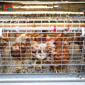 Factory Price Automatic Good Quality Chicken Cage Poultry Feeding Equipment - Image 6