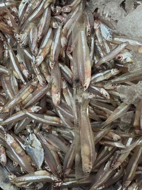 SALTED WHOLE ANCHOVY - Raw materials for Fish sauce, Bagoong, Balacan - Image 3