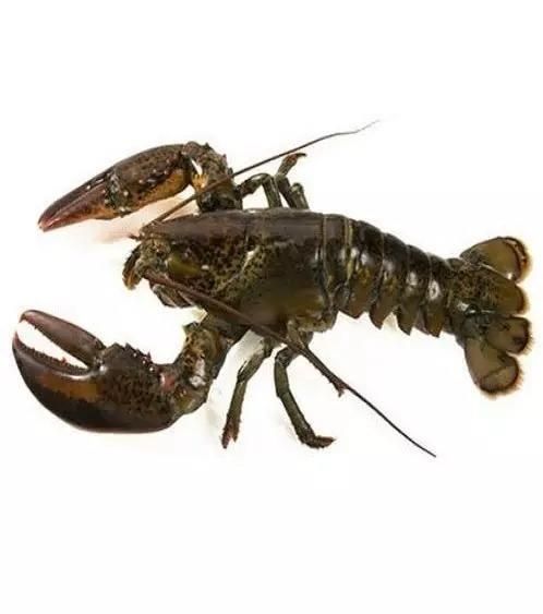 Fresh Live Lobsters Export Quality Seafood Featuring High Meat Content Strong Shell Condition And Trusted Supply - Image 1