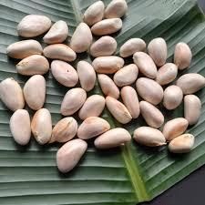 Jackfruit Seeds – Nutritious, Protein-Rich Superfood | Natural Snack & Flour - Image 4