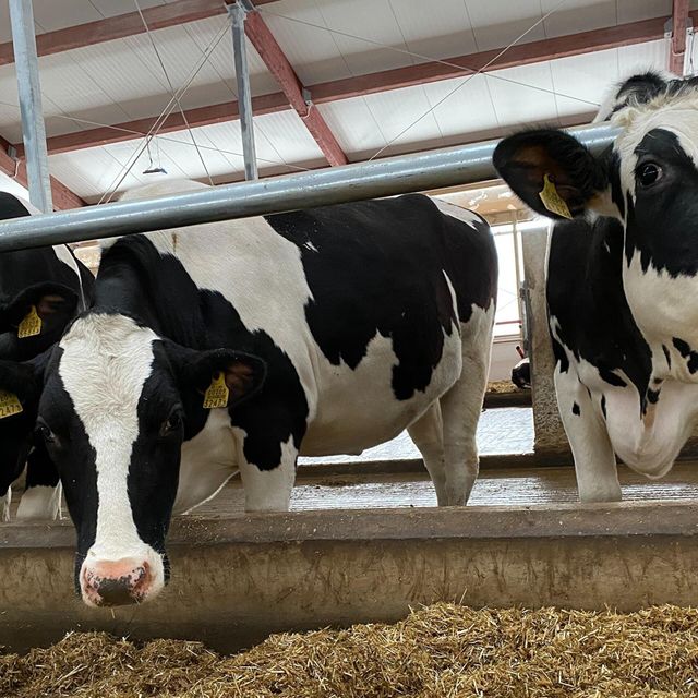 Fast Delivery Live Holstein Cows Healthy Purebred Dairy Cattle High Milk Yield for Commercial Farms and Export - Image 4