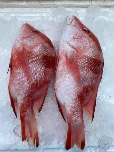 Frozen Red Snapper Emperor Fish Flavor Mild Texture Firm Origin Thailand Meat Color White Grade AA, Premium Place of Ori - Image 1