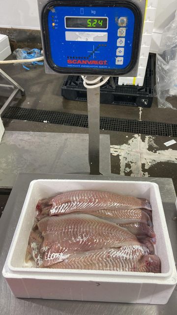 RELIABLE SUPPLY HIGHLY VALUED MONKFISH(LOPHIUS PISCATORIUS) 2-4Kg TAILS SEA FROZEN OPTIMAL FRESH MEATY TEXTURE - Image 5