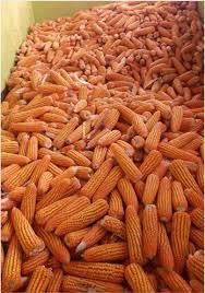 Yellow Maize Grade 1 Type Organic Packaging 50kg Max. Moisture (%) - Image 2
