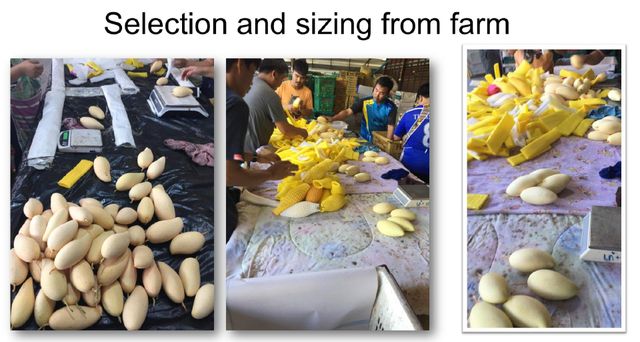 Fresh Mango - Nam Dok Mai from Thailand Grade A, B, SS Origin Thailand Packaging Carton Texture Fiberless Color Golden-yellow - Image 4
