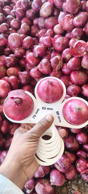 Premium Fresh Red Onion 55+ mm Size | Indian Red Onion | Farm Fresh | Export Quality | Wholesale Bulk – product photo 2, product detail gallery