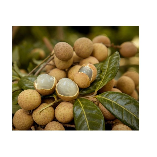 Fresh Longan (Mesh bag) Fruit - 100% Organic High Quality (Certification: GAP, HACCP...) from VIETNAM - Image 4
