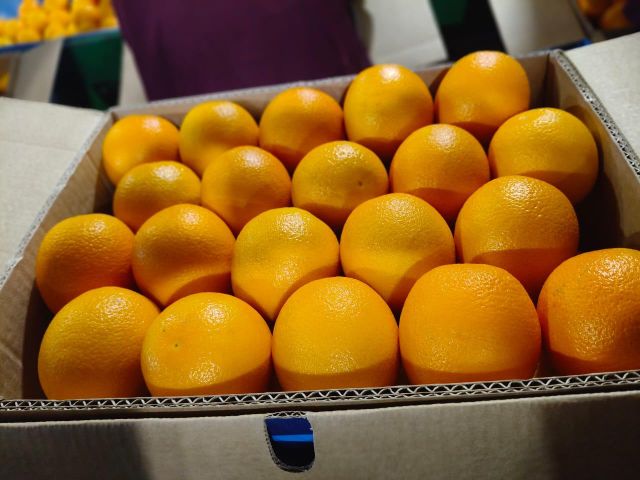 Fresh Valencia Oranges for sale - Image 3
