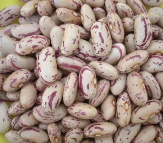 SUGAR BEANS - Image 2