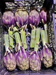 Fresh Green Artichoke Organic No Shape Whole Origin Egypt Delivery Form Crate Shelf Life 2-3 Weeks Place of Origin Egypt - Image 3
