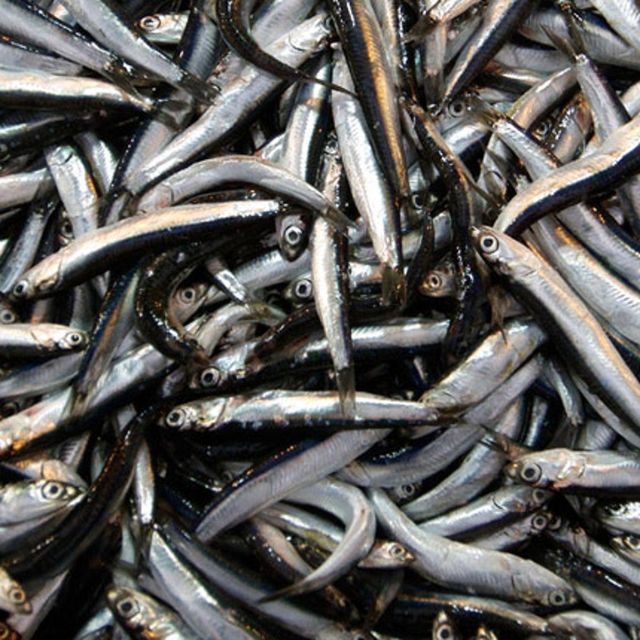 Capelin Fish Supplier Offering Custom Packaging Flexible MOQ and Reliable Shipping for International Buyers - Image 4