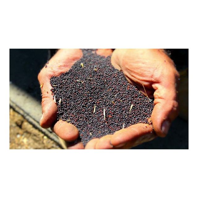 Canola seeds available for sale in bulk for oil extraction and animal feed industries High quality canola seeds offered at wholesale price - Image 4
