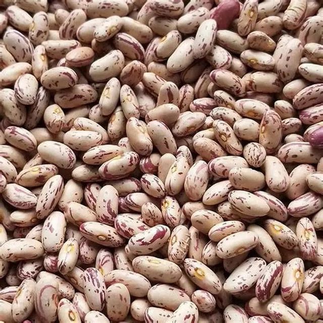 Speckled Kidney Bean - Image 2