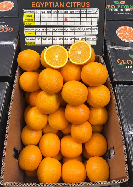 Egyptian Fresh Valencia Oranges Citrus (Valencia - Sukkari - Sweet - Baladi) - Image 3