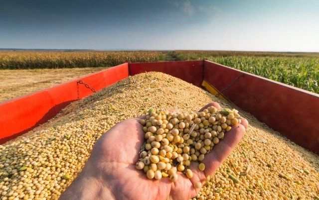 Gmo Soybean - Image 5