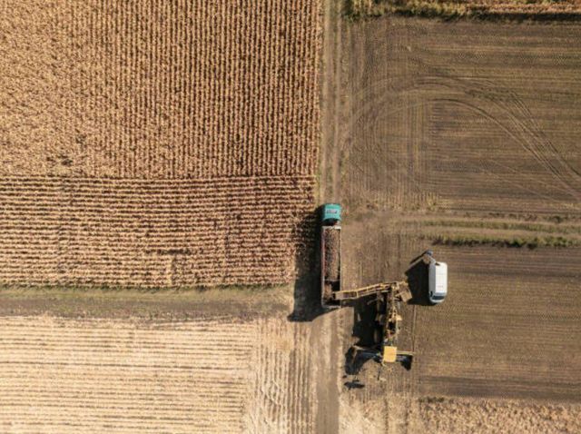 Wheat 12.5% Protein – Premium Milling Wheat Protein Min 11.5% Moisture Max 12.0% Wet Gluten Min 22% Weed Content Max 2% Foreign Matter Max 5% - Image 2