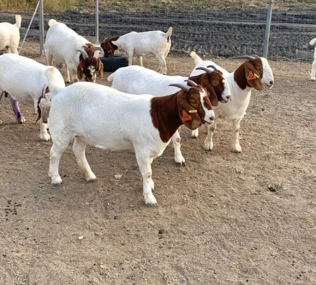 Quality Live Boer Goat Farm Selected Healthy Animals Ready For Commercial Breeding At Cheap Price While Stocks Last - Image 1