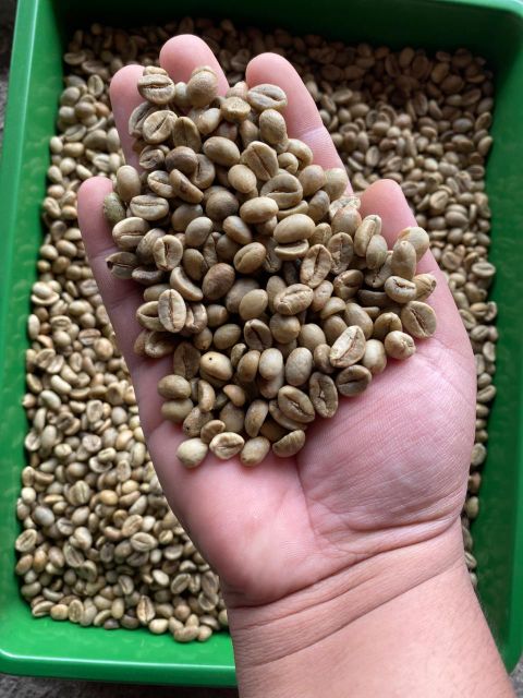Robusta Green Coffee Bean Indonesia Origin – product photo 3, product detail gallery