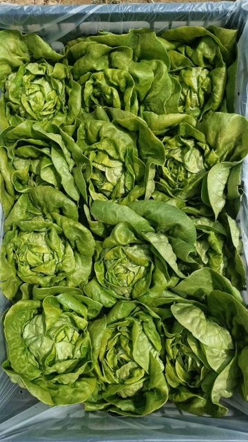 fresh ice berg lettuce Origin Farmex Farms Grade Export Quality Weight Range 500–800 G Per Head Packaging Options 5 Kg / 10 Kg Cartons Or As - Image 2