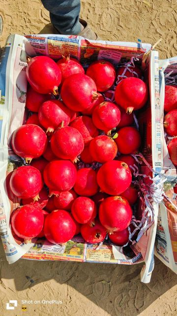 Pomegranate Quality Verification Lab Testing - Image 3