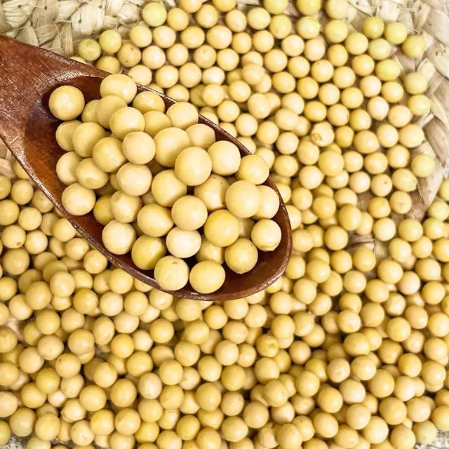 Bulk Yellow Soybeans, Premium New Crop Non-GMO Soybean for Cooking, Sprouting & Food Processing Soybean Seed - Image 4