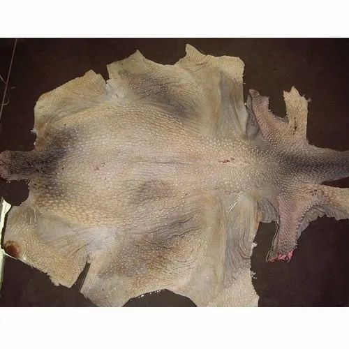 Raw Leather Material Leather Size 24 to 28 Inch Colors All colors are - Image 1