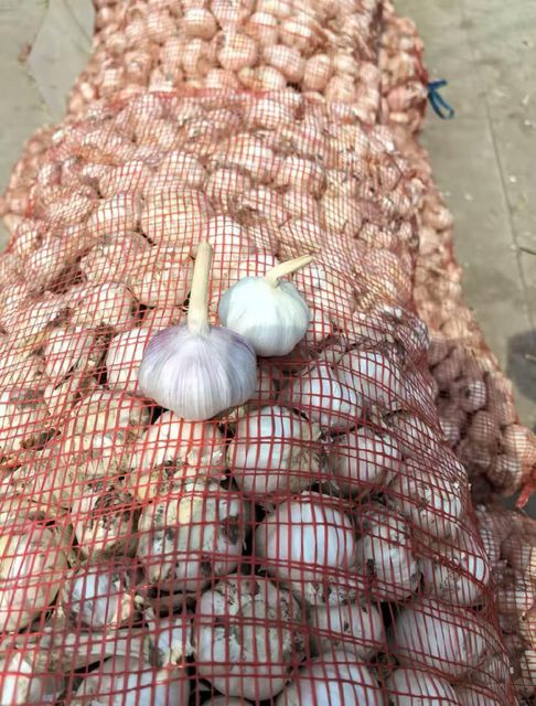 Garlic Grade AAA Aroma Strong Flavor Pungent Brand Name STAR Storage Type Cold storage Place of Origin Shandong, China Packaging 2.5/2.6/2.7/10/20KG N.W. mesh bag - Image 5